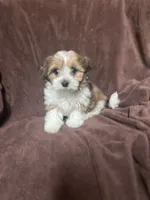 Marty, a male Pomeranian and Yorkshire Terrier for sale in Morgan, VT – Photo 4 of 5