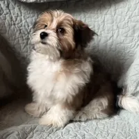 Marty, a male Pomeranian and Yorkshire Terrier for sale in Morgan, VT – Photo 1 of 5