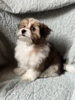 Marty, a male Pomeranian and Yorkshire Terrier for sale in Morgan, VT – Photo 1 of 5