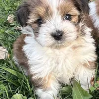 Marty, a male Pomeranian and Yorkshire Terrier for sale in Morgan, VT – Photo 3 of 5
