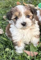 Marty, a male Pomeranian and Yorkshire Terrier for sale in Morgan, VT – Photo 3 of 5