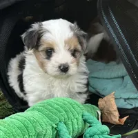 Merle, a male Pomeranian and Yorkshire Terrier for sale in Morgan, VT – Photo 3 of 4