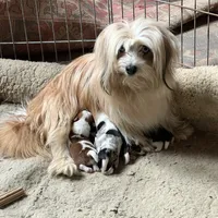 Merle, a male Pomeranian and Yorkshire Terrier for sale in Morgan, VT – Photo 4 of 4