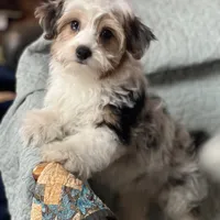 Merle, a male Pomeranian and Yorkshire Terrier for sale in Morgan, VT – Photo 1 of 4