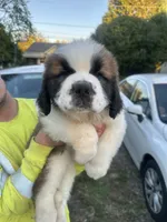 Mr.Brownie , a male Saint Bernard for sale in Granite Falls, NC – 2 of 3