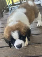 Mr. Bo, a male Saint Bernard for sale in Granite Falls, NC – 4 of 6