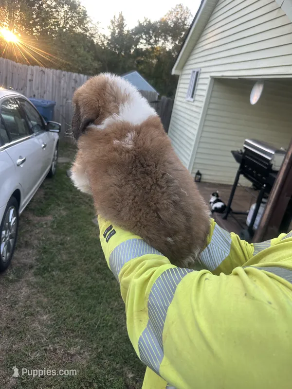 Mr.Bowser – Saint Bernard puppy for sale in Granite Falls, NC