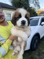 Mr.Bowser, a male Saint Bernard for sale in Granite Falls, NC – 4 of 4