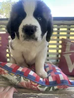 Mr. Bo, a male Saint Bernard for sale in Granite Falls, NC – 3 of 6