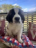 Mr. Bo, a male Saint Bernard for sale in Granite Falls, NC – 2 of 6