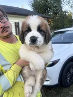 Mr.Bowser, a male Saint Bernard for sale in Granite Falls, NC – 3 of 4