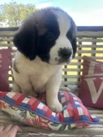 Mr. Bo, a male Saint Bernard for sale in Granite Falls, NC – 5 of 6