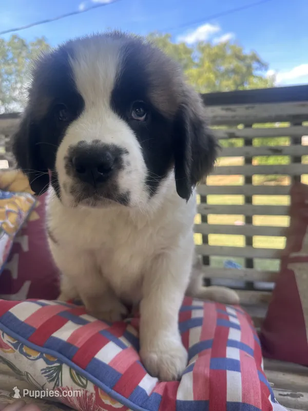 Mr. Bo – Saint Bernard puppy for sale in Granite Falls, NC