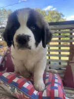 Mr. Bo, a male Saint Bernard for sale in Granite Falls, NC – 1 of 6