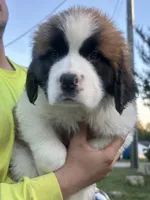 Dotty, a female Saint Bernard for sale in Granite Falls, NC – 2 of 2