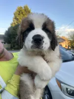 Mr.Bowser, a male Saint Bernard for sale in Granite Falls, NC – 2 of 4
