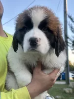 Dotty, a female Saint Bernard for sale in Granite Falls, NC – 1 of 2