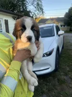 Sparkle , a female Saint Bernard for sale in Granite Falls, NC – 1 of 2