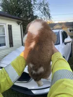 Sparkle , a female Saint Bernard for sale in Granite Falls, NC – 2 of 2