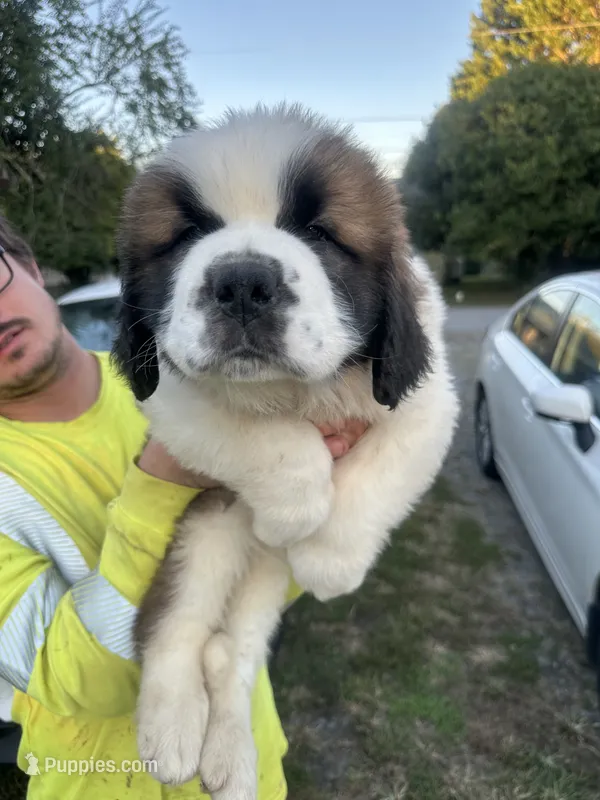 Mr.Brownie  – Saint Bernard puppy for sale in Granite Falls, NC