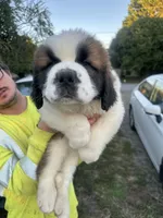 Mr.Brownie , a male Saint Bernard for sale in Granite Falls, NC – 1 of 3
