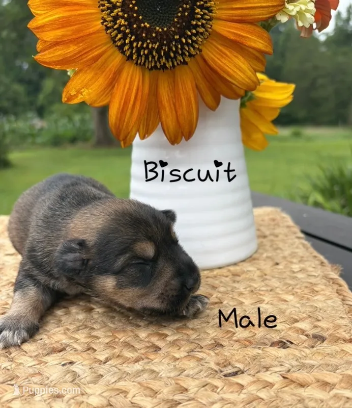 Biscuit  – Standard Schnauzer puppy for sale in Staley, NC