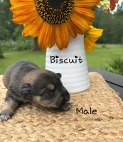 Biscuit , a male Standard Schnauzer for sale in Staley, NC – 1 of 1