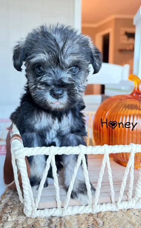 Honey – Standard Schnauzer puppy for sale in Staley, NC