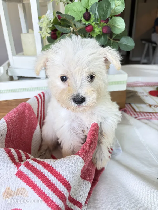 Sugar – Standard Schnauzer puppy for sale in Staley, NC