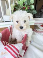 Sugar, a female Standard Schnauzer for sale in Staley, NC – 1 of 1