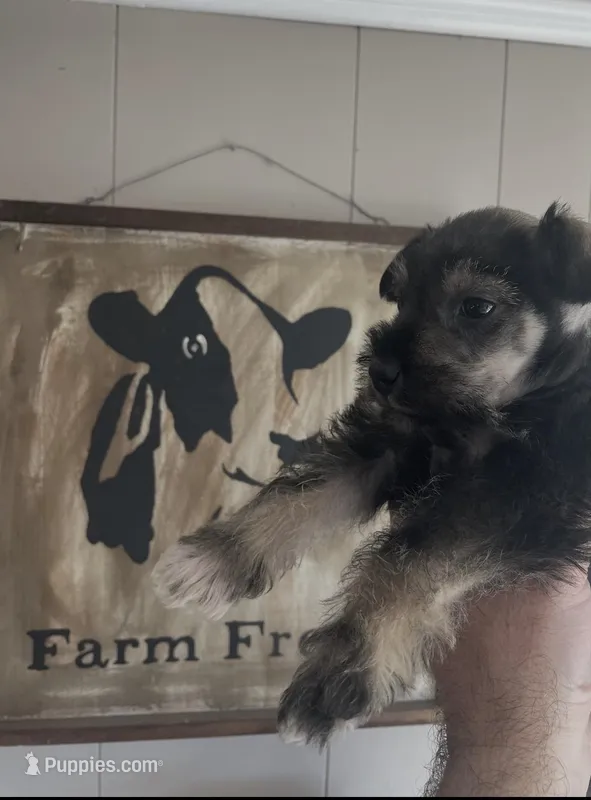 Oscar, a male Standard Schnauzer for sale in Staley, NC – Photo 1 of 1