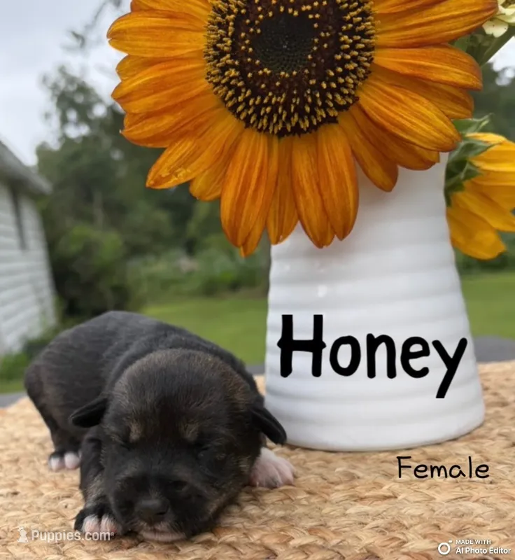 Honey – Standard Schnauzer puppy for sale in Staley, NC