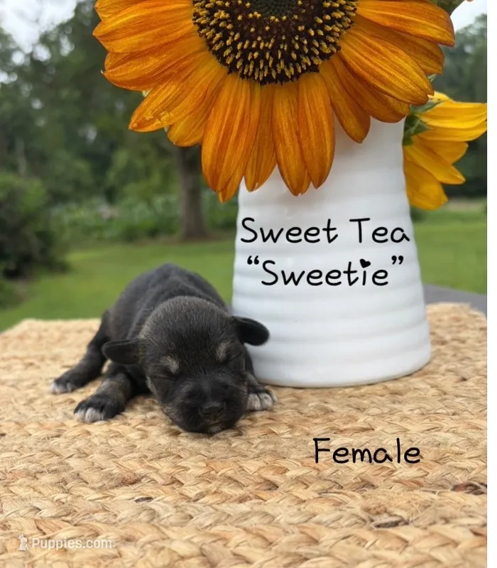 Sweetie  – Standard Schnauzer puppy for sale in Staley, NC