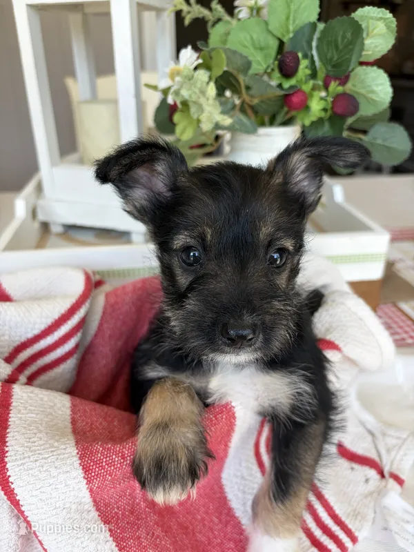 Sweetie  – Standard Schnauzer puppy for sale in Staley, NC