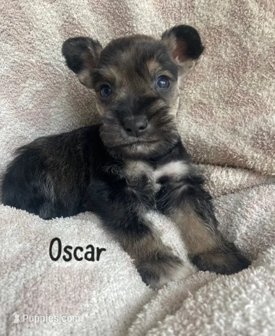 Oscar