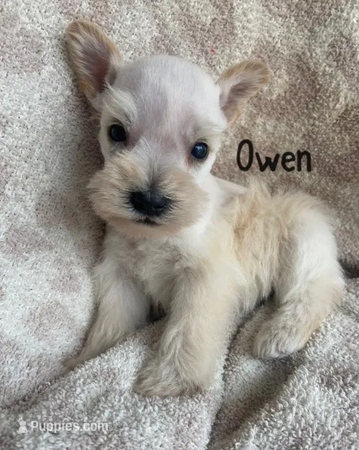 Owen