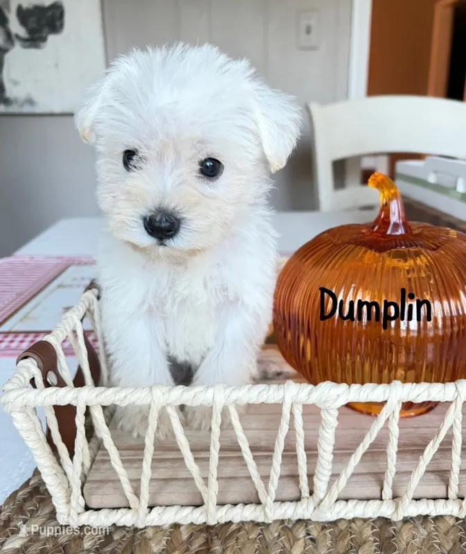 Dumplin – Standard Schnauzer puppy for sale in Staley, NC