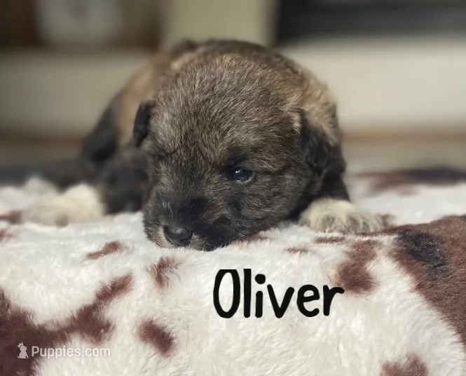 Oliver