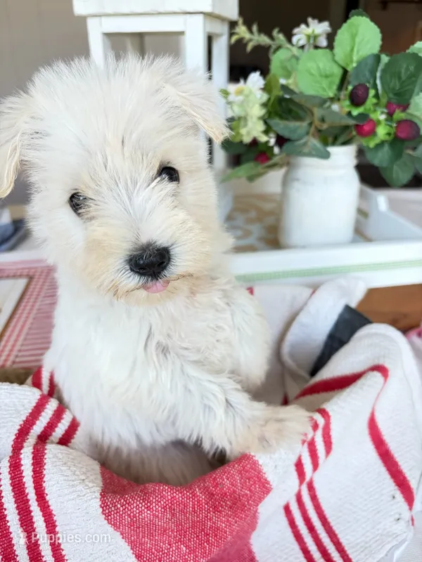 Peaches – Standard Schnauzer puppy for sale in Staley, NC