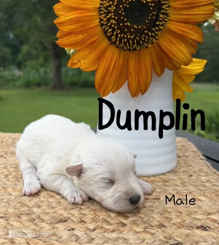 Dumplin – Standard Schnauzer puppy for sale in Staley, NC