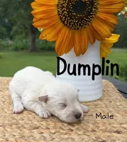 Dumplin, a male Standard Schnauzer for sale in Staley, NC – 1 of 1