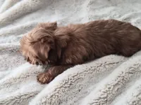 Bacon, a male Yorkshire Terrier for sale in Aurora, CO – 7 of 7