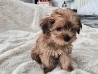 Honeybee, a male Yorkshire Terrier for sale in Aurora, CO – 5 of 7