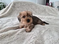 Tater, a male Yorkshire Terrier for sale in Aurora, CO – 4 of 6