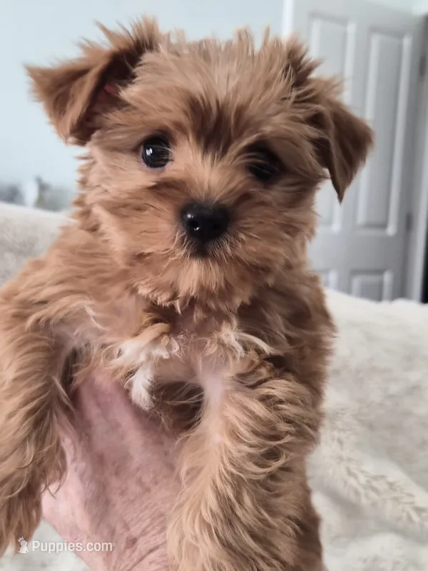 Bacon – Yorkshire Terrier puppy for sale in Aurora, CO