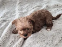 Bacon, a male Yorkshire Terrier for sale in Aurora, CO – 5 of 7