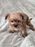 Bacon, a male Yorkshire Terrier for sale in Aurora, CO – 4 of 7