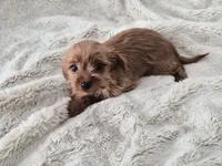 Peanut, a male Yorkshire Terrier for sale in Aurora, CO – 2 of 7
