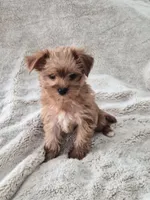 Bacon, a male Yorkshire Terrier for sale in Aurora, CO – 2 of 7