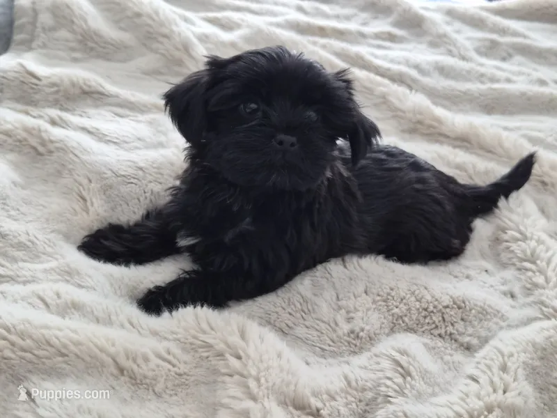 Henry (teacup) – Yorkshire Terrier puppy for sale in Aurora, CO